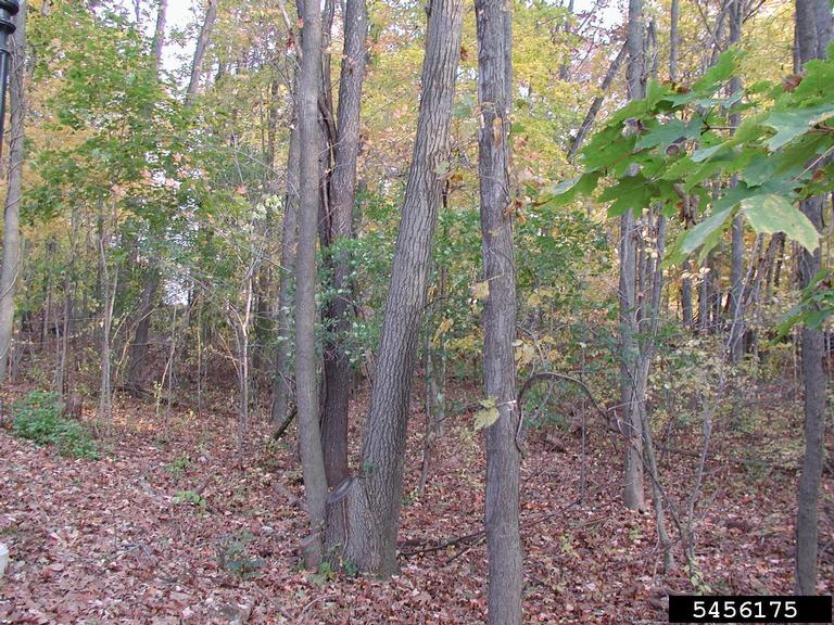 Buckthorn Invaded Forest Floor - Photo by Leslie J Mehrhoff (University of Connecticut)